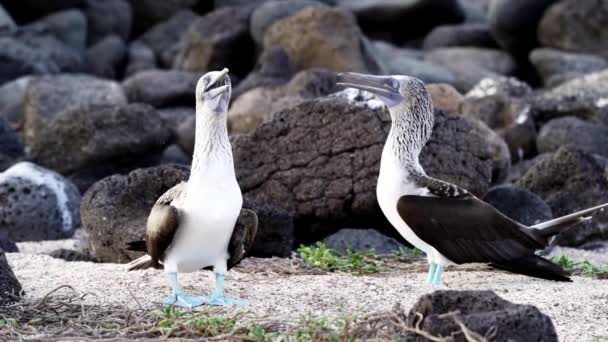 Замедление Спаривания Синеногих Олухов Sula Nebouxii Морских Птиц Обитающих Субтропических — стоковое видео