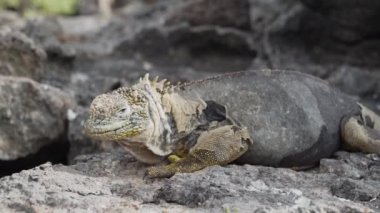 Sarı galapagos kara iguanası, Drusenkopf ya da Conolophus subcristatus olarak da bilinir, Ekvador 'daki Galapagos adalarına özgü, dinlenme, güneşlenme ve dikenli armut kaktüsünün altında ısınma.