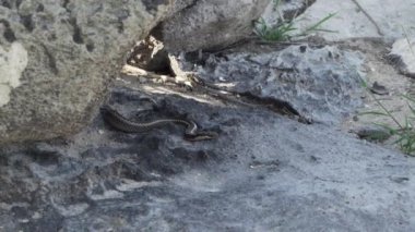 Galapagos yarışçısı, Pseudalsophis biserialis, Galapagos adalarına özgü bir yılan, büyük lav kayalarının altında saklanıyor..