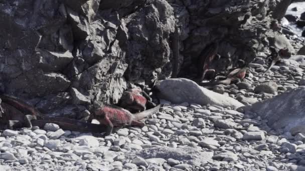 Ein Meeresleguan Amblyrhynchus Cristatus Auch Meer Salzwasser Oder Galapagos Leguan — Stockvideo