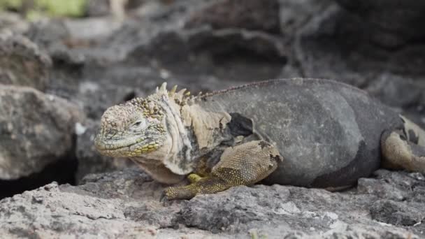 Gul Galapagos Land Leguan Även Känd Som Drusenkopf Eller Conolophus — Stockvideo