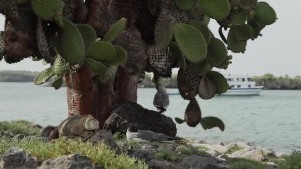 Otarie Des Galapagos Adultes Zalophus Wollebaeki Sur Les Îles Galapagos — Video