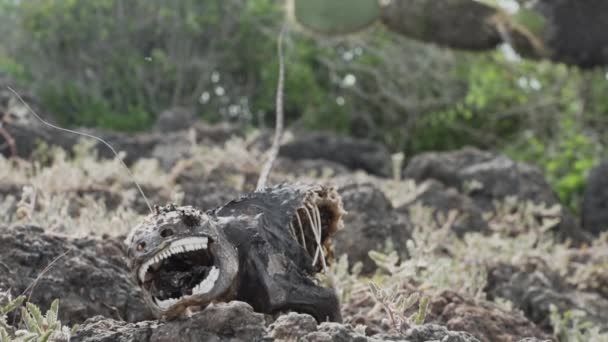 死んだ黄色いガラパゴス土地のイグアナの骨格は エクアドルのガラパゴス諸島に固有のドルセンコプフまたはコロポスサブクリストゥスとして知られています — ストック動画