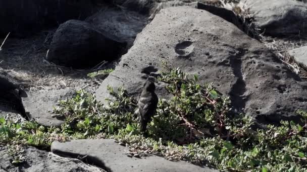 Kis Fekete Darwin Pinty Ugrál Keresztül Növényzet Etetés Földön Galapagos — Stock videók