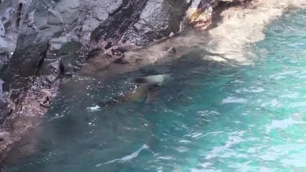 Volwassen Galapagos Zeeleeuw Zalophus Wollebaeki Galapagos Eilanden Stille Oceaan Van — Stockvideo