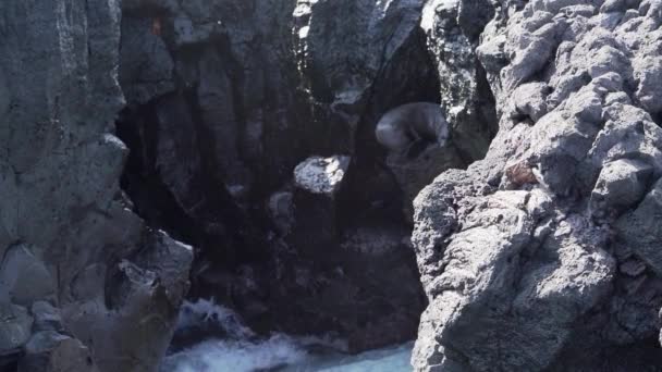 Selo Pele Das Galápagos Arctocephalus Galapagoensis Nas Falésias Vulcânicas Ilha — Vídeo de Stock