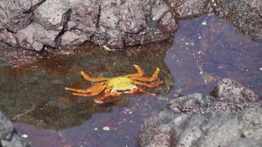 Ekvador 'un Pasifik Okyanusu' ndaki Galapagos adalarındaki lav kayalarının üzerinde sürünen rengarenk hafif ayaklı yengecin, Grapsus grapsus 'un ya da kırmızı kaya yengecinin yavaş çekimleri..