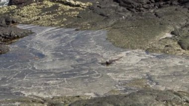 Deniz iguanası, Amblyrhynchus kristali (ayrıca deniz, tuzlu su veya Galapagos deniz iguanası olarak da bilinir), su altında beslenebilen ve sadece Pasifik Okyanusu 'ndaki Galapagos adalarında bulunan tek kertenkele türüdür..