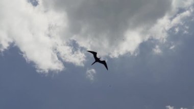 Olağanüstü bir fregat kuşu, Fregata magnificens, karakteristik kırmızı bir kese ile büyük bir Karadeniz kuşu, Fırkateyn kuşu, Ekvador 'daki Pasifik Okyanusu' ndaki Galapagos adalarının kıyılarındaki bir yolcu gemisinin üzerinde açık mavi gökyüzünde süzülüyor..