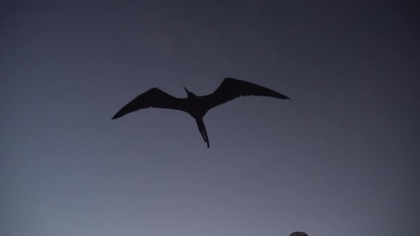 Magnífico Frigatebird Fregata Magnificens Gran Ave Mar Negro Con Característico — Vídeos de Stock