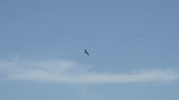 Cámara Lenta Magnífico Frigatebird Fregata Magnificens Ave Marina Negra Grande — Vídeos de Stock