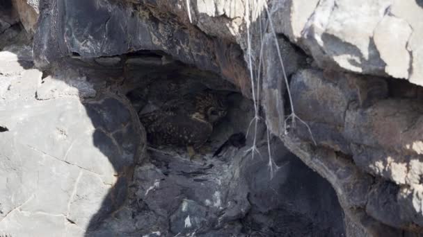 Galapagos Kurzohr Asio Galapagoensis Sitzt Einer Kleinen Höhle Mit Seinen — Stockvideo
