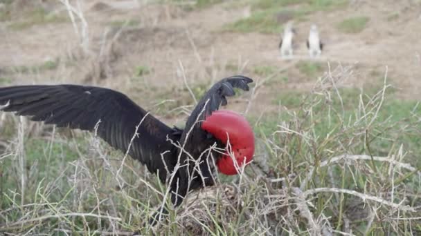 グレガタの壮大な風景のゆっくりとした動きは 特徴的な赤い神聖な大きな黒い海底です 膨脹した袋 ガラパゴス諸島 エクアドル 南アメリカと巣立つ男性フリゲート鳥 — ストック動画