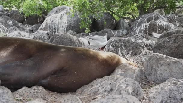 Gula Galapagos Sjölejon Zalophus Wollebaeki Galapagosöarna Det Lugna Havet Vid — Stockvideo