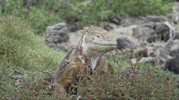 黄色いガラパゴス土地イグアナは エクアドルのガラパゴス諸島 リラックス 日光浴 暖房に固有のドルセンコプフまたはコロポスサブクリストゥスとして知られています — ストック動画