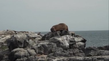 Yetişkin Galapagos deniz aslanı Zalophus wollebaeki, Ekvador kıyılarındaki Pasifik Okyanusu 'ndaki Galapagos adalarında..