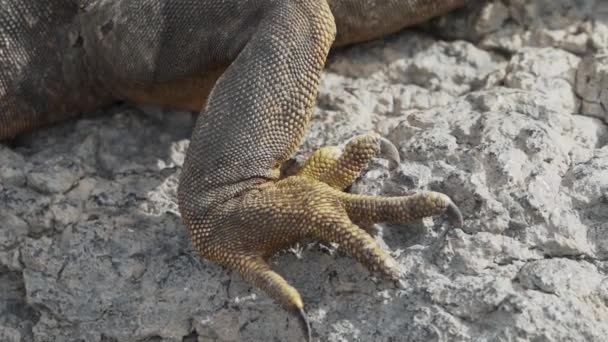 Sarı Galapagos Kara Iguanası Drusenkopf Conolophus Subcristatus Olarak Bilinir Ekvador — Stok video