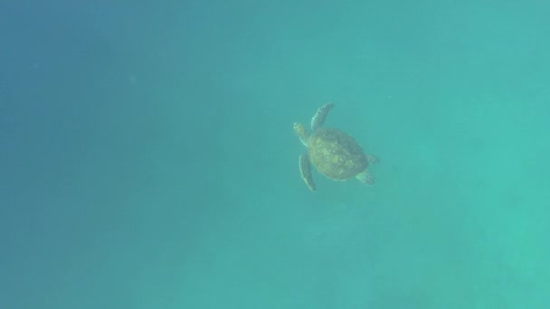 シュノーケリングサファリでエクアドルのガラパゴス諸島の水中世界を発見し 海の亀を見つける — ストック動画