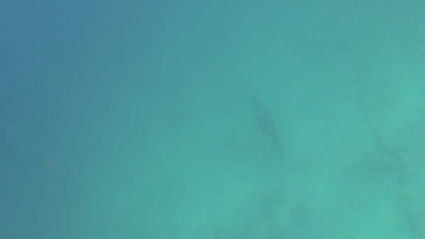Ausgewachsene Galapagos Seelöwen Zalophus Wollebaeki Auf Den Galapagos Inseln Ecuador — Stockvideo