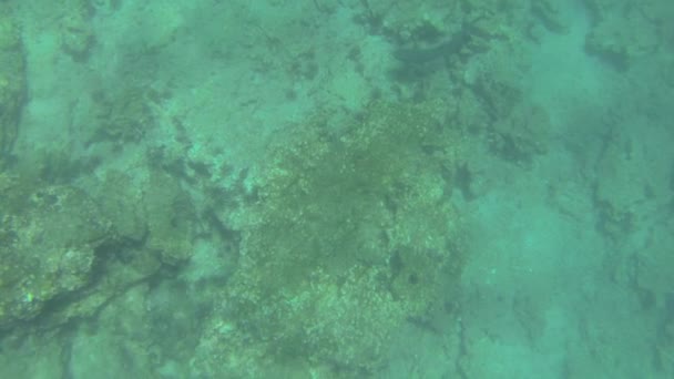 Обнаружение Осьминога Подводном Мире Галапагосских Островов Эквадоре Подводном Сафари — стоковое видео