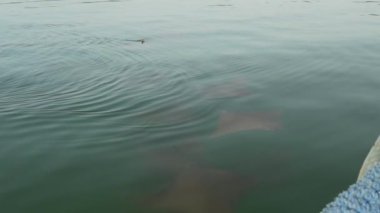 Sabahın erken saatlerinde Galapagos adalarındaki bir mangrov ormanının sakin sularında süzülen ışık sürüsü..