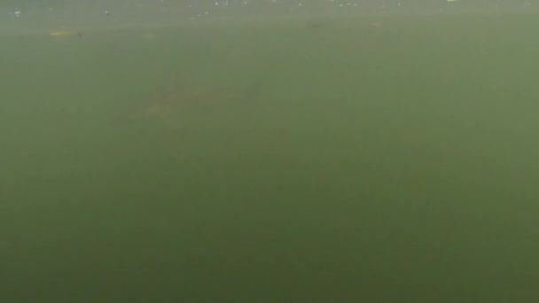 Carcharhinus Melanopterus 시간의 일몰에 갈라파고스 맹그로브 평온한 슬라이딩 — 비디오