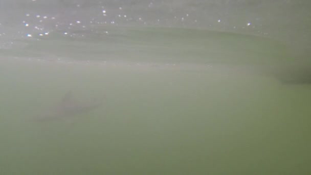 Svarta Spetsen Revhaj Carcharhinus Melanopterus Glider Genom Det Lugna Vattnet — Stockvideo