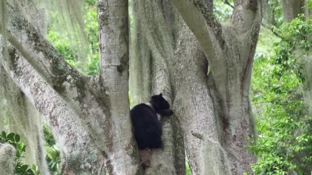 一只眼镜熊Tremarctos Ornatus 原产于安第斯山脉高地的森林 在厄瓜多尔奥索安迪诺保护区的丛林里爬过一棵高大的树 — 图库视频影像