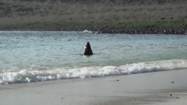 Galapagos deniz aslanı grubu Zalophus wollebaeki, arka planda turkuaz su bulunan Ekvador kıyılarının Pasifik Okyanusu 'ndaki Galapagos adalarının beyaz kumlu plajında..