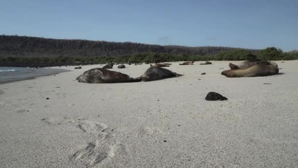 Группа Галапагосских Морских Львов Zalophus Wollebaeki Белом Песчаном Пляже Галапагосских — стоковое видео