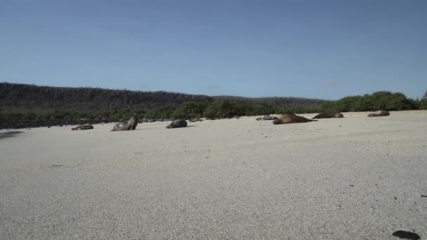 Groupe Otaries Galapagos Zalophus Wollebaeki Sur Plage Sable Blanc Des — Video