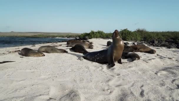 ガラパゴス海のライオンのグループ ガラパゴス諸島の白い砂浜 背景にターコイズ水とエクアドルの海の太平洋の海岸で — ストック動画