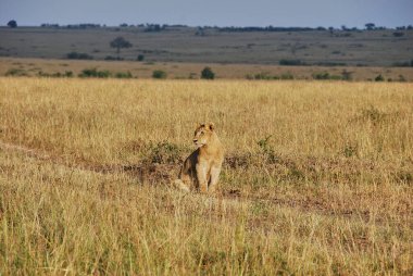 Afrika, Tanzanya 'daki Serengeti' nin kuzey ucunda, Kenya 'daki Maasai Mara Ulusal Doğa Koruma Alanında oyuncu aslan yavruları..