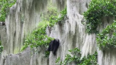 Gözlüklü ayı, Tremarctos ornatus, Andean dağlarındaki dağların ormanlarına özgü, Ekvador 'daki Oso Andino rezervindeki ormandaki yüksek bir ağaca tırmanan.