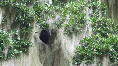 Gözlüklü ayı, Tremarctos ornatus, Andean dağlarındaki dağların ormanlarına özgü, Ekvador 'daki Oso Andino rezervindeki ormandaki yüksek bir ağaca tırmanan.