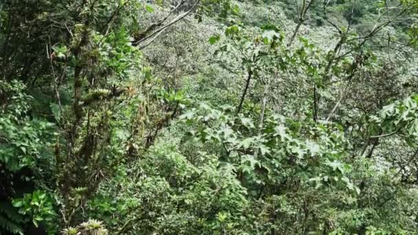 エクアドル 南アメリカの山々にあるバノスサンタアグアに近いエル パイロン ディアブロの壮大な滝の熱帯雨林 — ストック動画