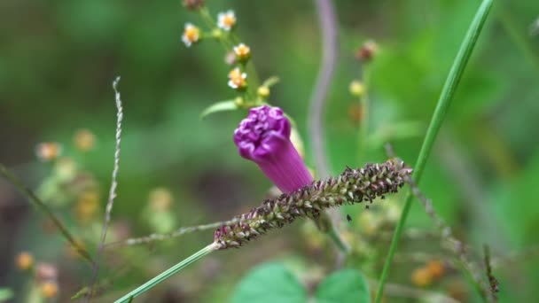 Buja Növényzet Színes Virágok Esőerdőben Oso Andino Rezervátumban Andok Hegyekben — Stock videók