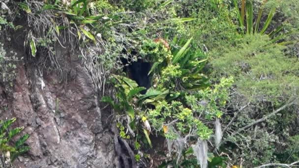 스펙트럼 Tremarctos Ornatus 에콰도르의 Oso Andino 예비의 정글에서 가파른 협곡을 — 비디오