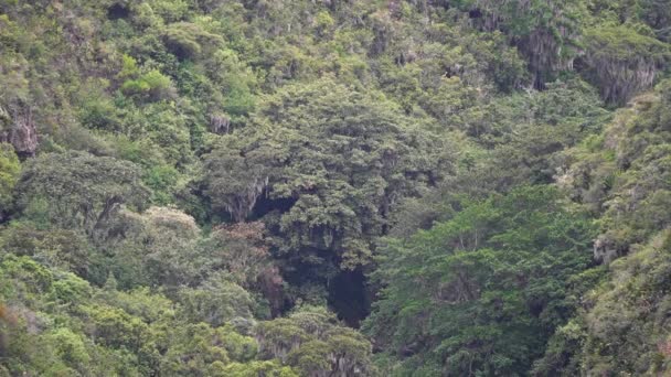 Diepe Vallei Met Regenwoud Bij Oso Andino Reservaat Een Plek — Stockvideo