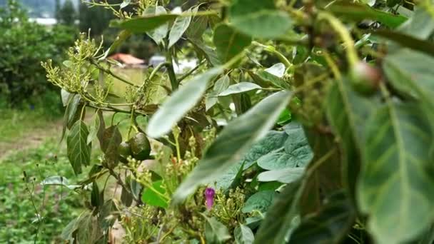 Buja Növényzet Színes Virágok Esőerdőben Oso Andino Rezervátumban Andok Hegyekben — Stock videók