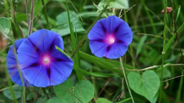 Bujna Roślinność Kolorowe Kwiaty Lesie Deszczowym Rezerwacie Oso Andino Andach — Wideo stockowe