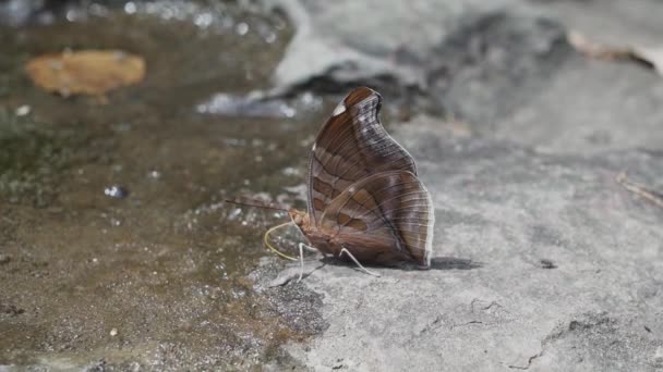 Beautiful Butterfly Drinking Puddle Magdalena River Narrow Gap Estrecho Magdalena — Stock Video