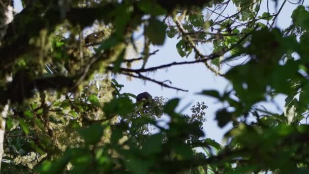 Chestnut Mandibled Swainsons Toucan Ramphastos Ambiguus Swainsonii Uma Subespécie Tucano — Vídeo de Stock