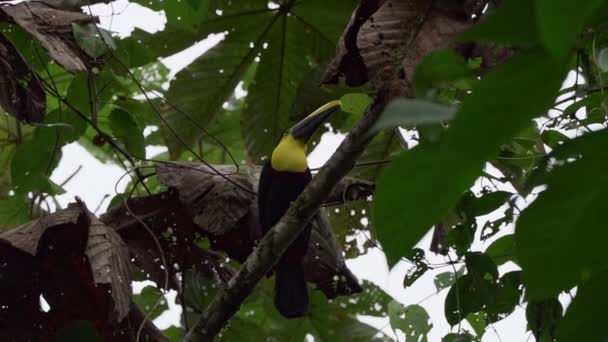Kestane Çene Kemiği Swainson Tukani Ramphastos Ambiguus Swainsonii Ekvador Mindo — Stok video