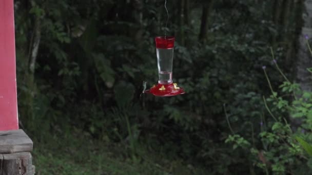 エクアドルの山々でミンドの熱帯雨林のジャングルのフィーダーの周りを飛ぶハミング鳥 — ストック動画