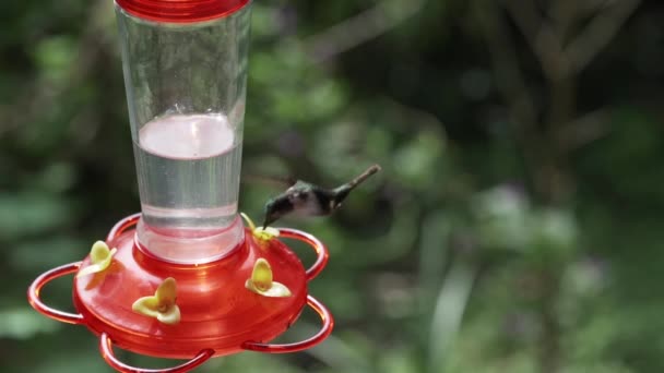 Μουρμουρίζοντας Πουλιά Που Πετούν Γύρω Από Έναν Τροφοδότη Στη Ζούγκλα — Αρχείο Βίντεο
