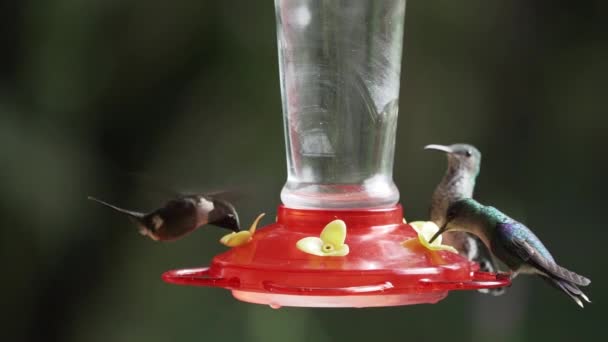 Humming Birds Flying Feeder Jungle Rainforest Mindo Andes Mountains Ecuador — Stock Video
