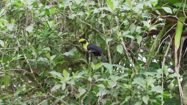 Kestane Çene Kemiği Swainson Tukani Ramphastos Ambiguus Swainsonii Ekvador Mindo — Stok video