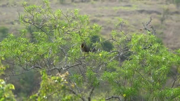 斑尾关 佩内洛普Argyrotis 坐在哥伦比亚Barichara附近的树上 — 图库视频影像