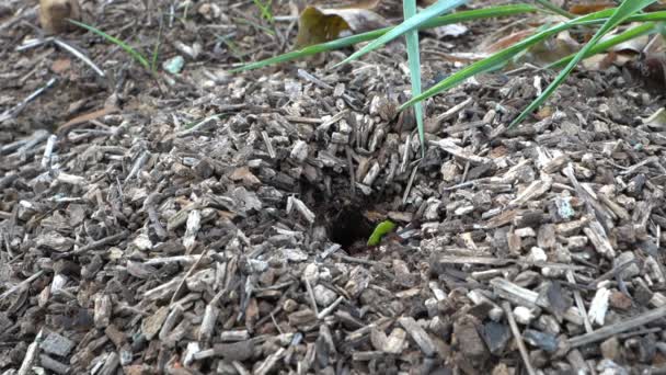 Hormigas Cortadoras Hojas Arrastrándose Por Suelo Selva Tropical Trabajando Juntas — Vídeos de Stock